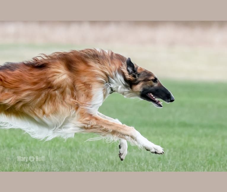 Embark Dog DNA Test Breed