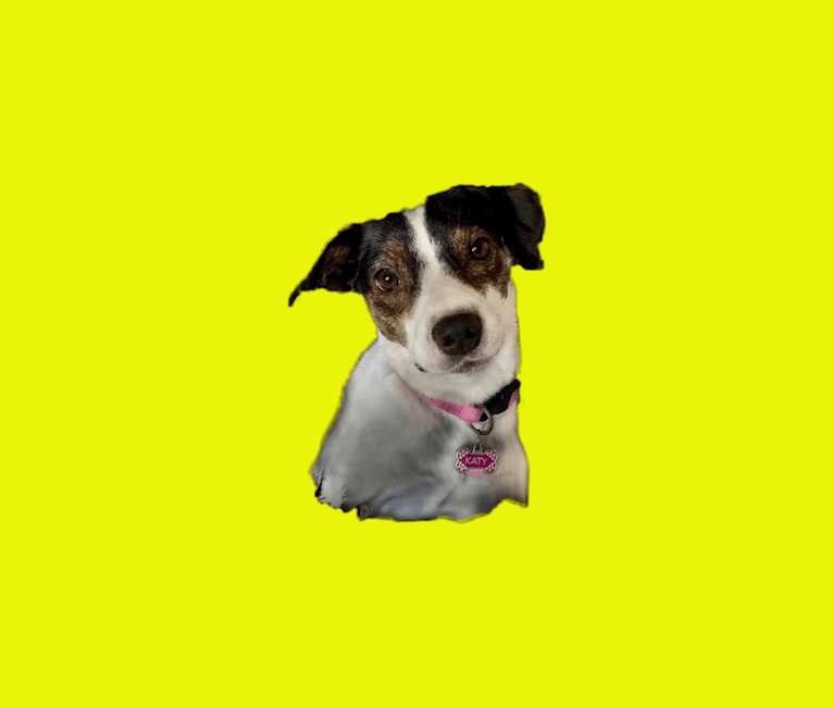 Photo of Katy, an Australian Cattle Dog, American Pit Bull Terrier, Miniature Pinscher, and Mixed mix in Kentucky, USA