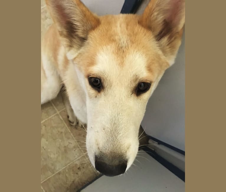 Chai, a Siberian Husky and Shetland Sheepdog mix tested with EmbarkVet.com