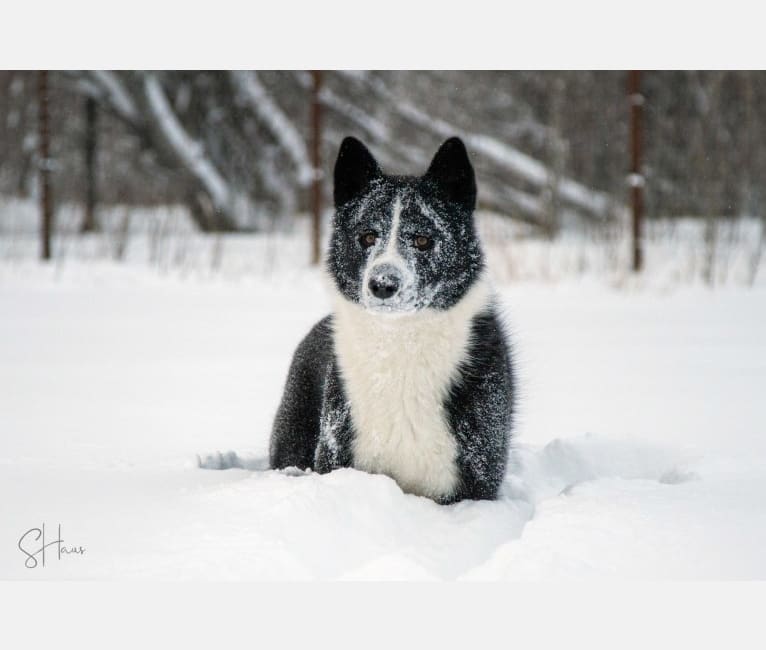 Nalle, a Karelian Bear Dog tested with EmbarkVet.com