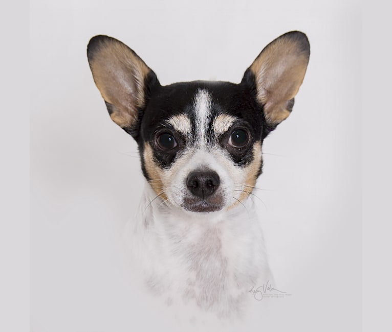 Jack, a Chihuahua and Miniature Pinscher mix tested with EmbarkVet.com