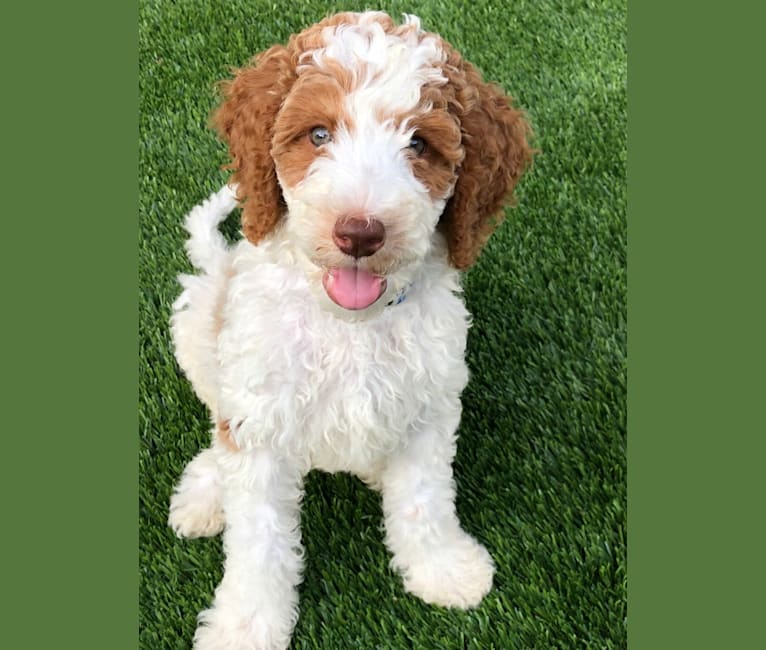 Toby Lively, a Labradoodle tested with EmbarkVet.com