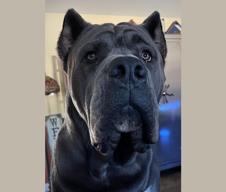 MEMPHIS, a Cane Corso and Neapolitan Mastiff mix tested with EmbarkVet.com