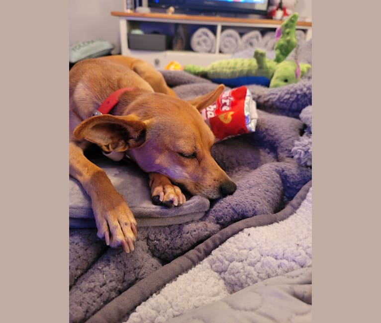 Photo of Aeriel, a Chihuahua, Miniature Pinscher, and Dachshund mix in Falling Waters, West Virginia, USA