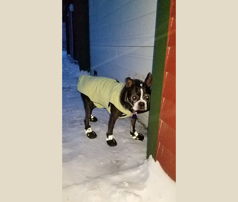 Photo of Princess Leia, a Boston Terrier  in Georgia, USA
