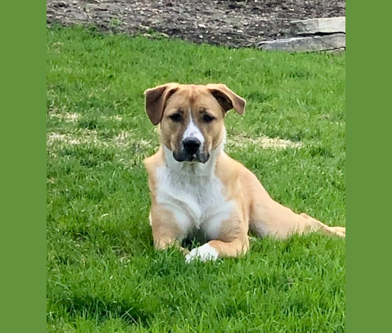 Roo, an Anatolian Shepherd Dog and Border Collie mix tested with EmbarkVet.com