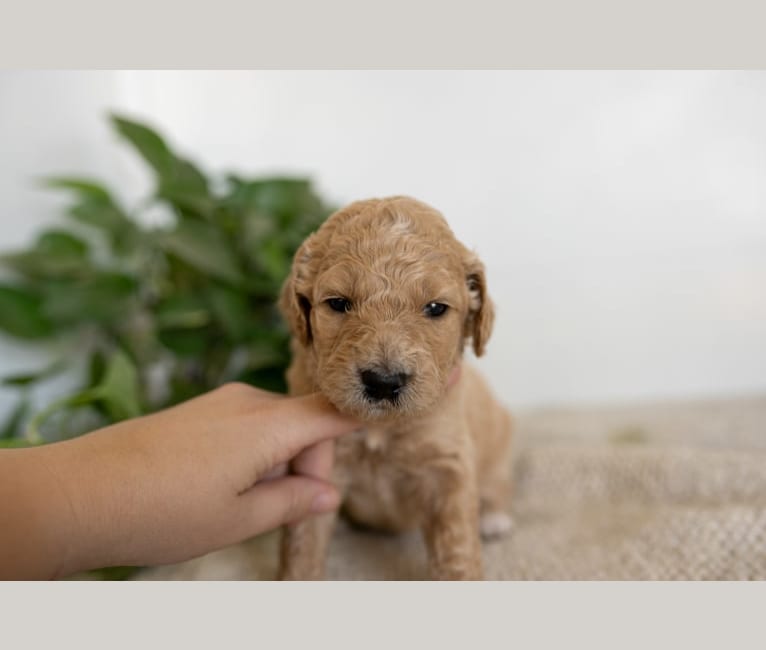 Lexi, a Goldendoodle tested with EmbarkVet.com