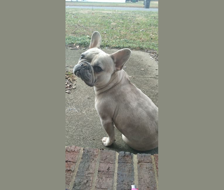 Stella Bean, or Butter Bean, a French Bulldog tested with EmbarkVet.com