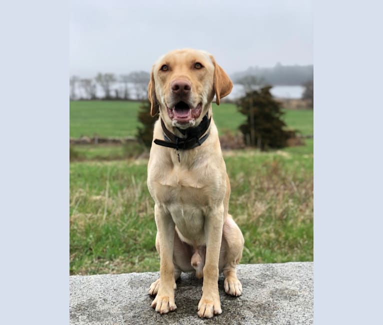 Gus, a Labrador Retriever tested with EmbarkVet.com