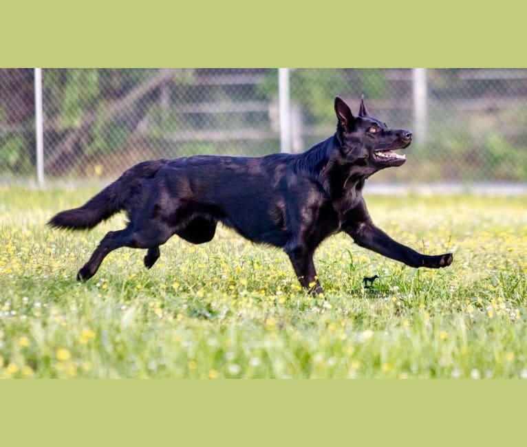 Rambo, a German Shepherd Dog tested with EmbarkVet.com