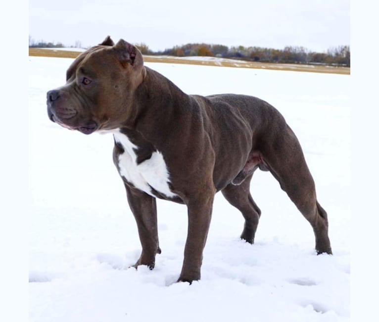 Woodsie, an American Bully tested with EmbarkVet.com