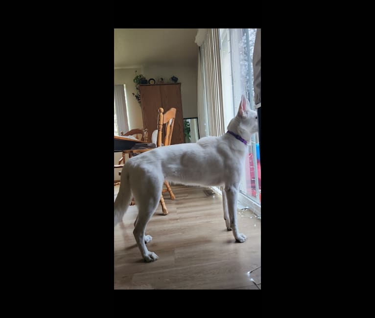 Sundae, a White Shepherd tested with EmbarkVet.com