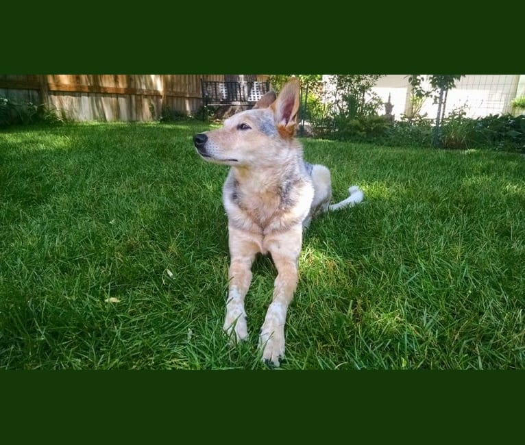 Lily, an Australian Cattle Dog tested with EmbarkVet.com