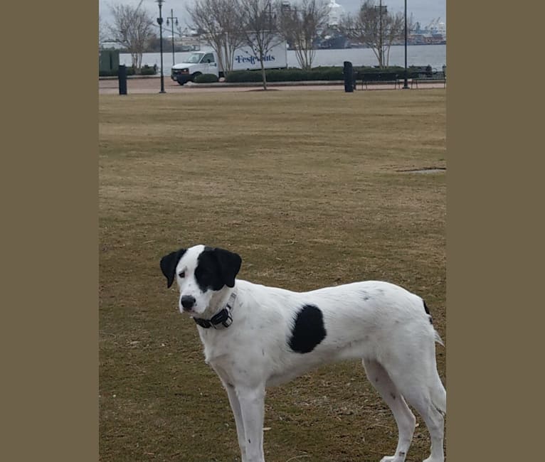 Colby Marie, a Great Pyrenees and Australian Cattle Dog mix tested with EmbarkVet.com