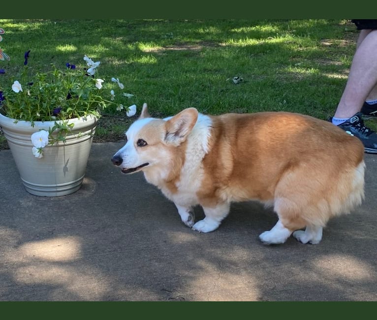 Clark, a Pembroke Welsh Corgi tested with EmbarkVet.com