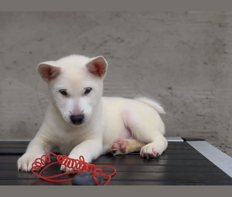 Kishu puppy clearance
