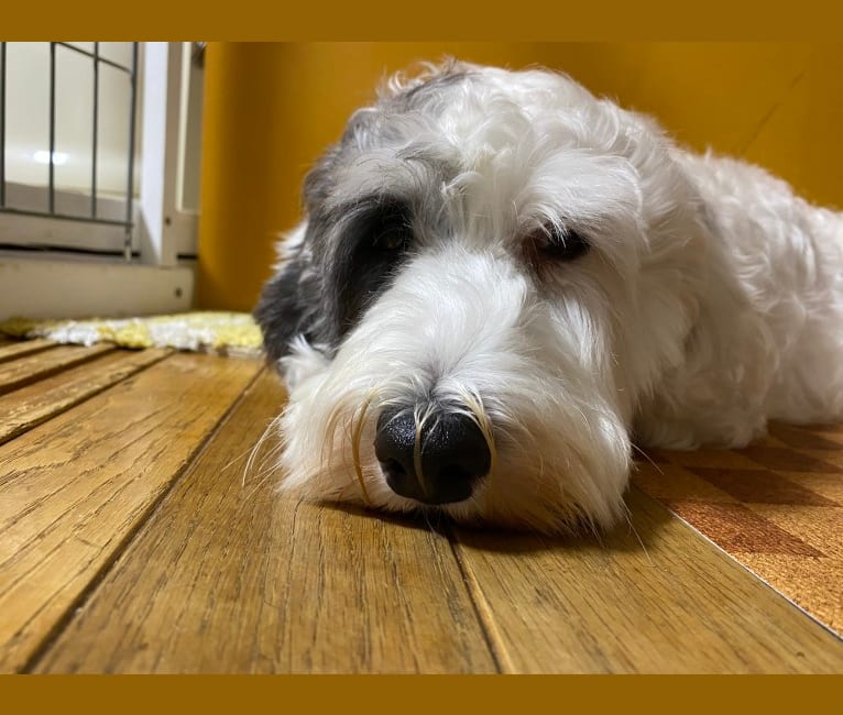 Photo of Besunny, a Sealyham Terrier  in Aichi, Japan
