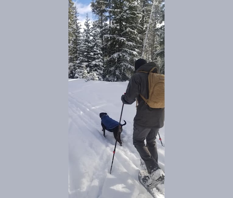 Sierra, a Mountain Cur tested with EmbarkVet.com