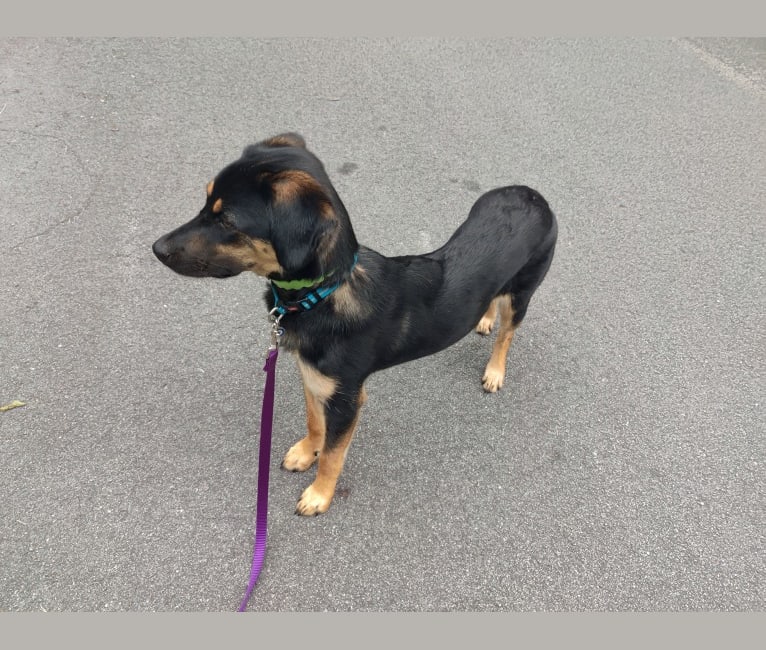 Manchester terrier beagle mix clearance