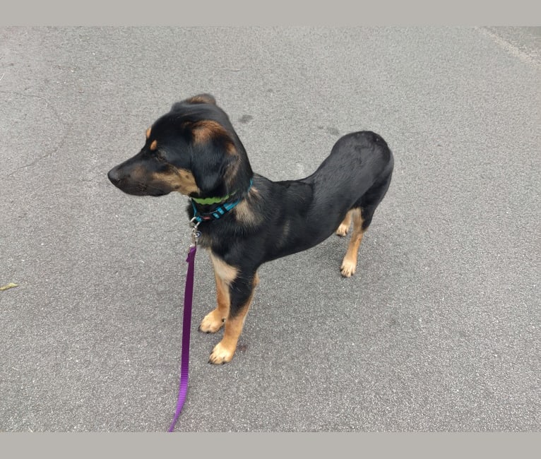 Clara, a Beagle and Australian Cattle Dog mix tested with EmbarkVet.com