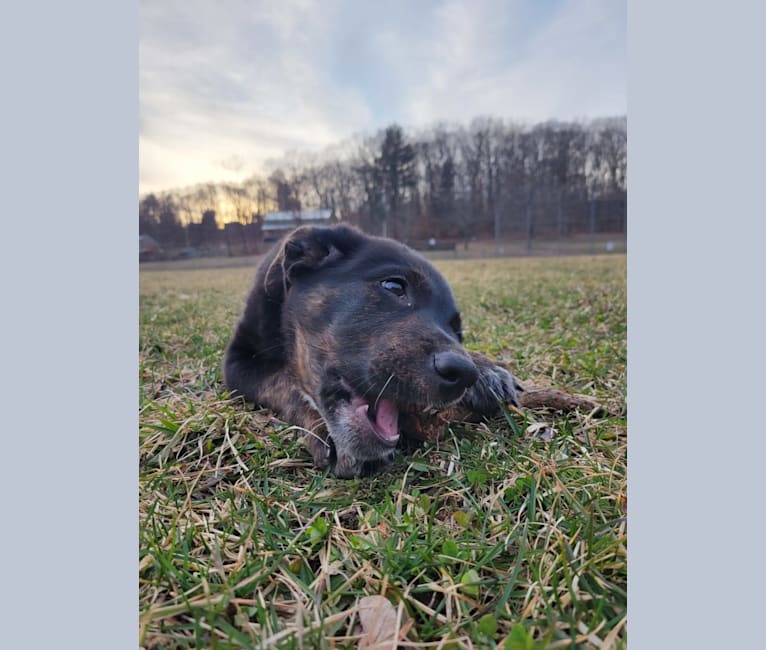 Photo of Zuko, a German Shepherd Dog, Rottweiler, and American Bully mix in Hamden, Connecticut, USA