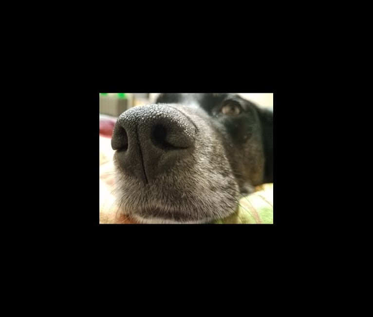 Photo of Gerdy, a Rottweiler, Australian Shepherd, American Pit Bull Terrier, and German Shepherd Dog mix in Lindstrom, Minnesota, USA