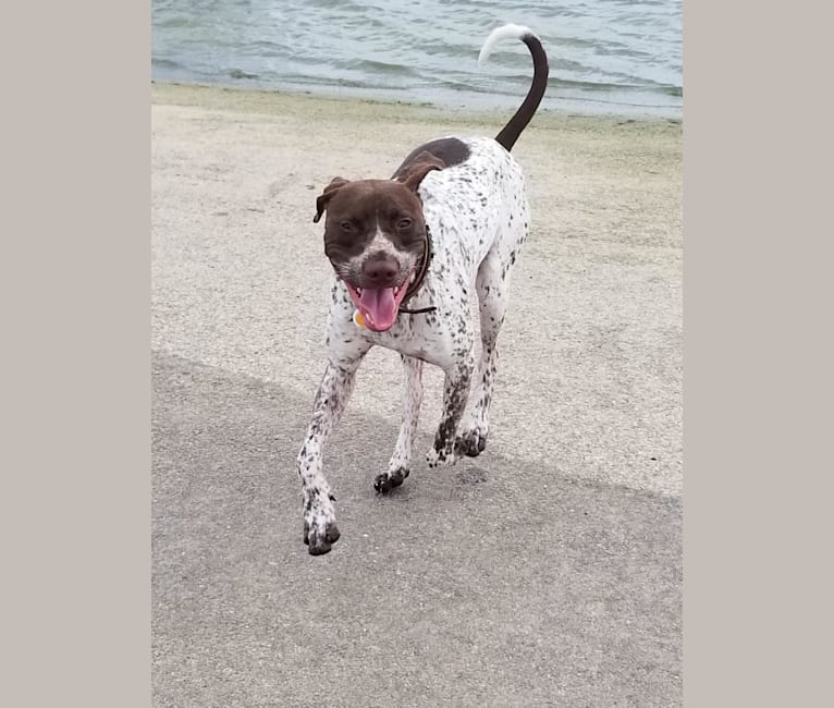 Arrow, a German Shorthaired Pointer and American Pit Bull Terrier mix tested with EmbarkVet.com