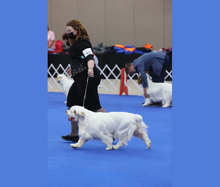 Photo of Sprinkles, a Clumber Spaniel  in Battle Ground, WA, USA