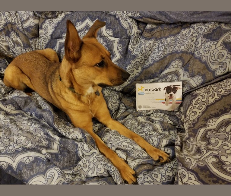 Rat terrier and german shepherd mix deals