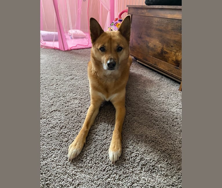 Jindo mix breed 2025