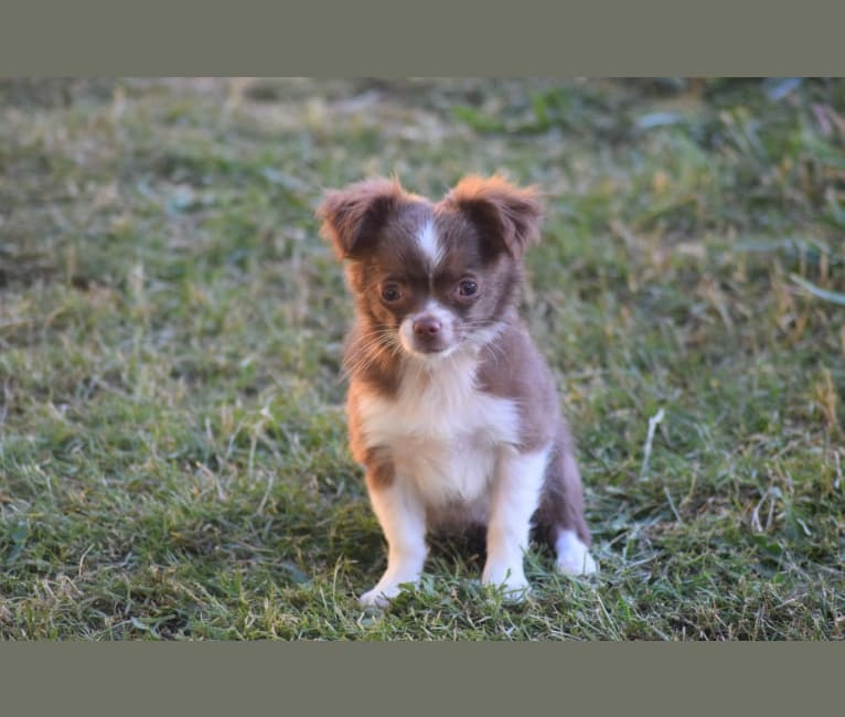 Photo of Elyza, a Chihuahua 