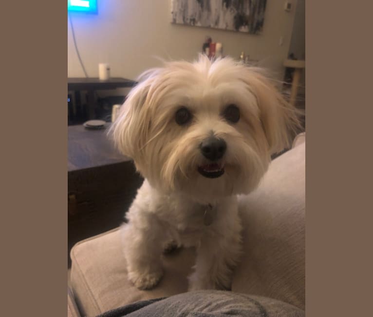 Bichon frise cross pomeranian hotsell