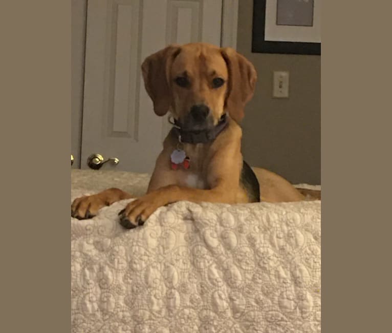 Bluetick coonhound boxer sales mix