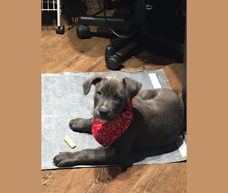 Puddin’ Pup, an American Pit Bull Terrier and Bluetick Coonhound mix tested with EmbarkVet.com