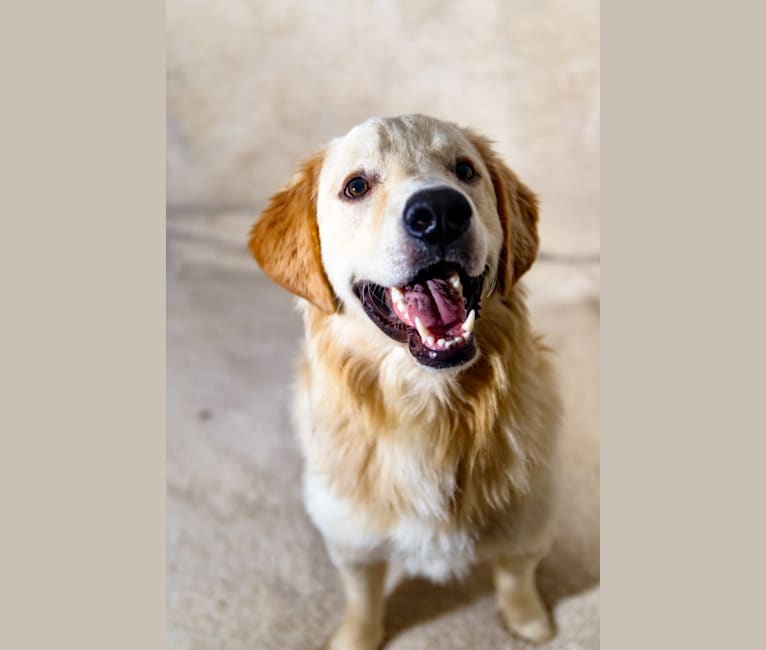 Photo of River, a Great Pyrenees, Golden Retriever, and Beagle mix in Summertown, TN, USA