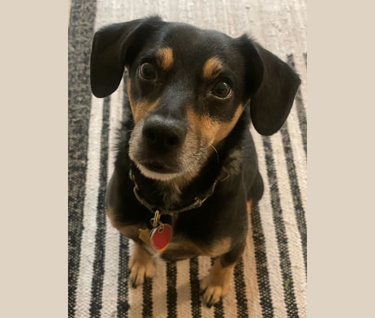Embark Dog DNA Test Breed