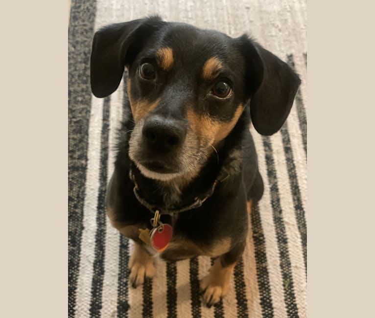 Cody, a Rat Terrier and Cocker Spaniel mix tested with EmbarkVet.com