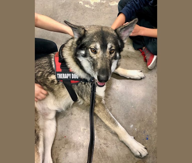Embark Dog Dna Test Breed