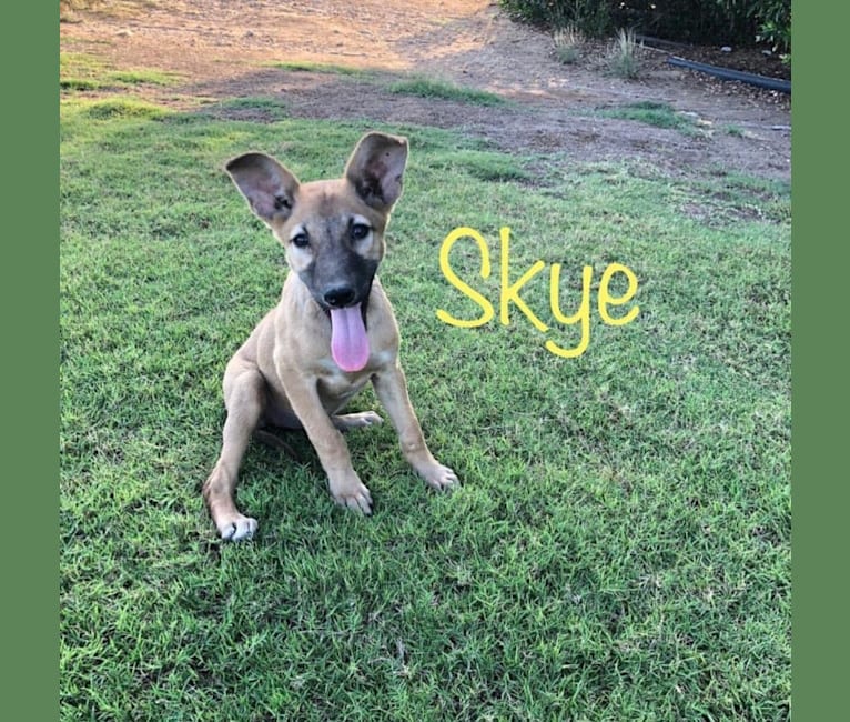 Skye, an Arabian Village Dog tested with EmbarkVet.com