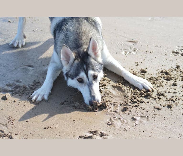 Embark Dog Dna Test Breed