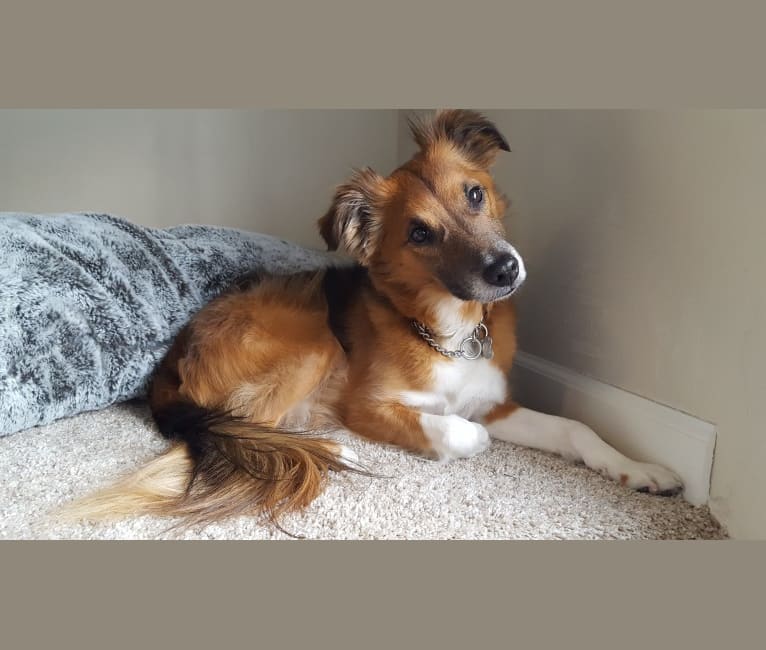 Sheltie beagle mix 2025