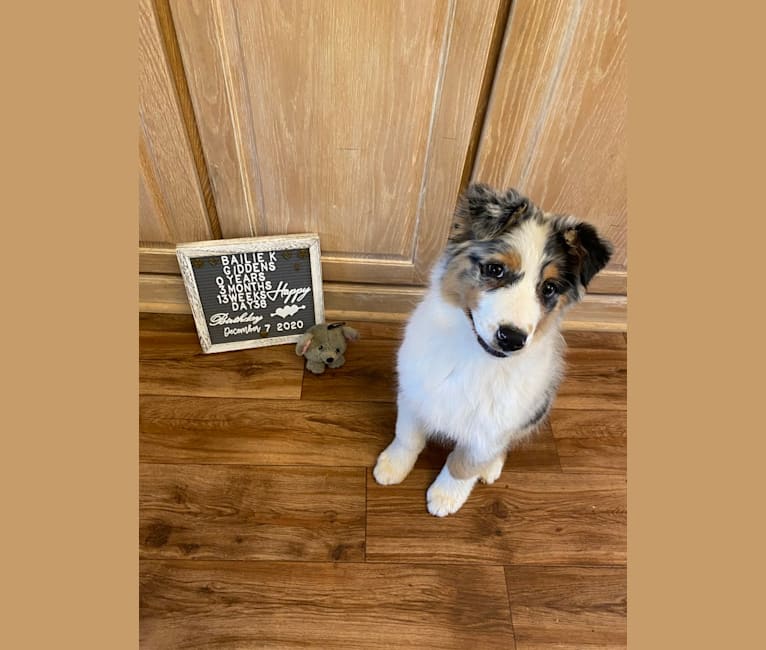 Bailie (Skyecoves Boss Dog is Out Of This World), an Australian Shepherd Group tested with EmbarkVet.com