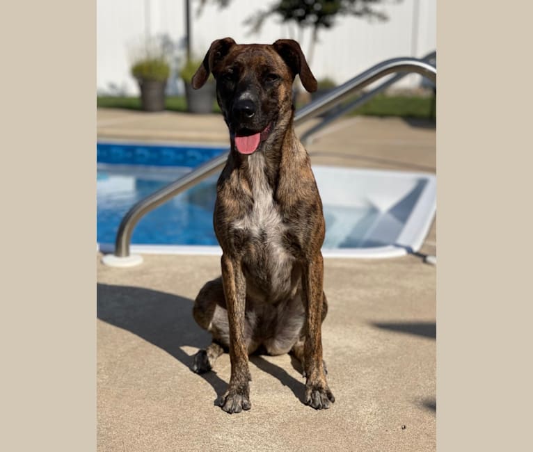 Arya, a Border Collie and Mountain Cur mix tested with EmbarkVet.com