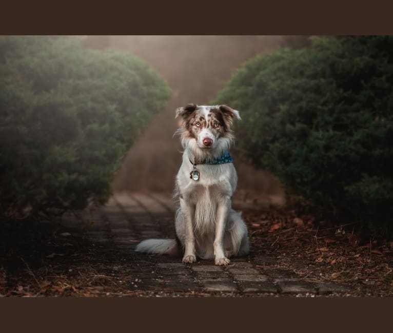 Photo of Spurs N Ashes, a Border Collie  in Bellefonte, PA, USA