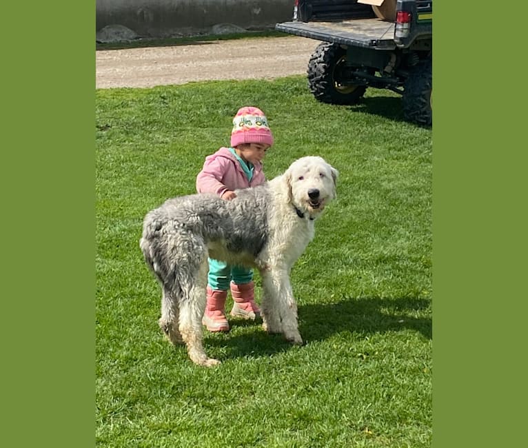 Clyde, an Old English Sheepdog tested with EmbarkVet.com