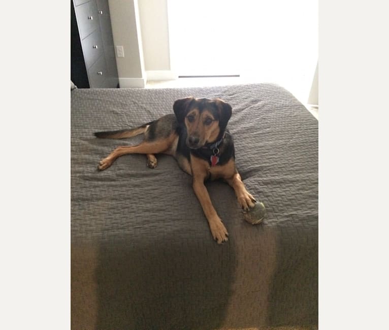 German shepherd foxhound mix shop