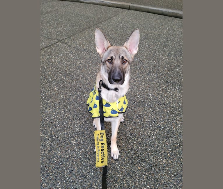 Photo of Kaido, a German Shepherd Dog  in Arlington, Washington, USA