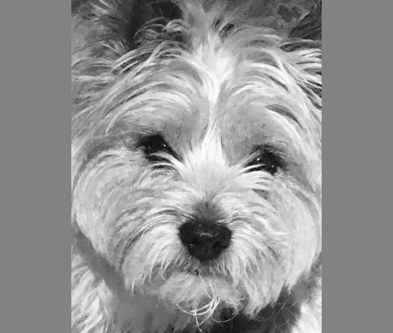 Digger, a Cairn Terrier tested with EmbarkVet.com