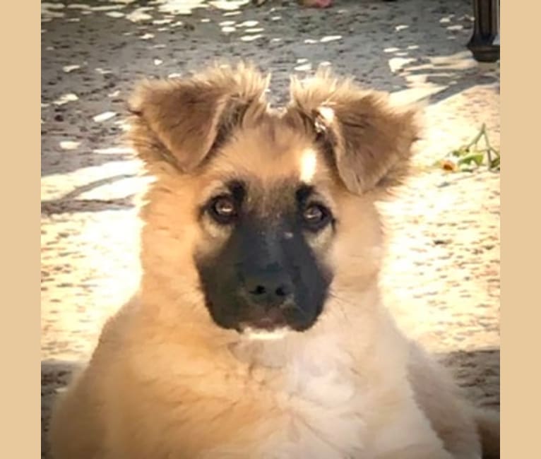 Marley, a German Shepherd Dog and Chihuahua mix tested with EmbarkVet.com