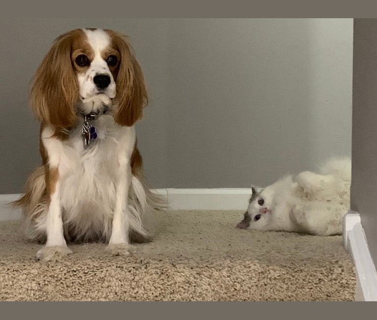 Embark Dog Dna Test Breed